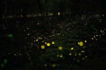 60% Increase in Luminous Efficiency Modeled After Fireflies