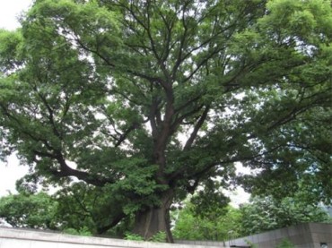 Old Trees Seen as Cultural Assets