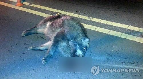 Daegu residents will soon be able to find out where wild boars frequently appear using a new smartphone application. (Image : Yonhap)