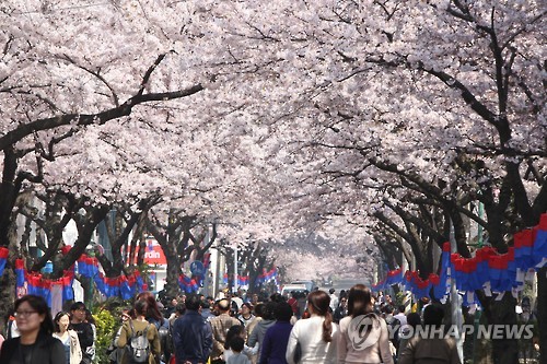 South Korean Cherry Blossom Festival Begins in Jeju