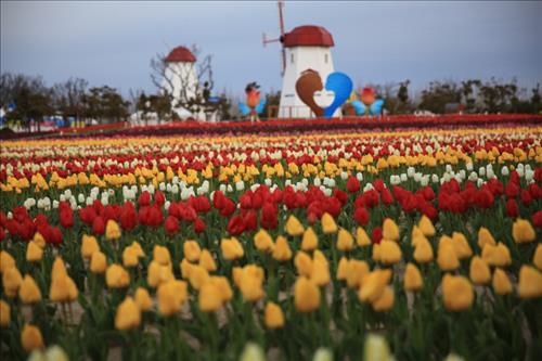 Tulip Festival Brings Spring to Sinan