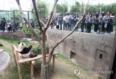 Chinese Panda Bears Make S. Korean Debut