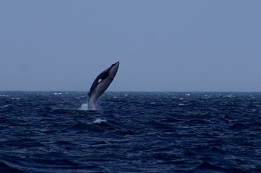 Why Do Large Mammals Such as Minke Whales Rarely Get Cancer?