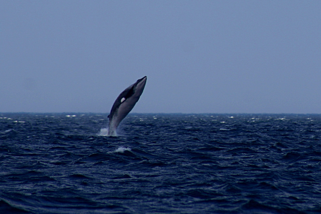 Researchers discovered that there was an inverse relationship between a mammal’s body size and its number of microsatellites. The image shows here " Minke Whale Breaching" (image courtesy of Martin Cathrae/Flickr)