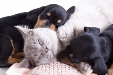 Official Pet Population on Course to Reach 1 Million in Korea