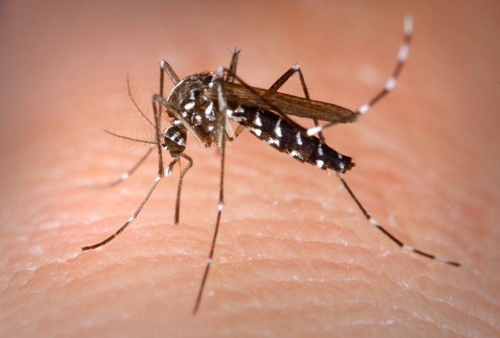 The KCDC suspected she might have been bitten by a mosquito while in the Southeast Asian nation, noting the patient is currently in stable condition. (image: Wikipedia)