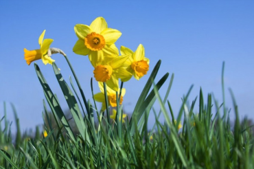 Modeling Buildings on Daffodil Stems Can Offer Protection from Wind Damage