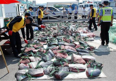 Korean Fishermen Continue Brutal Whale Hunts Despite International Ban