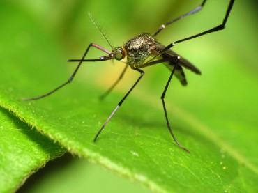 Korea Develops 20-minute Zika Test Kit