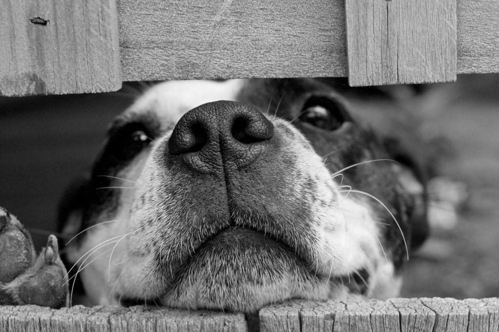 There are numerous unauthorized dog-breeding areas across the country in which the owners overbreed their animals, creating excess supply that eventually results in some of the dogs being abandoned. (image: Pexels)