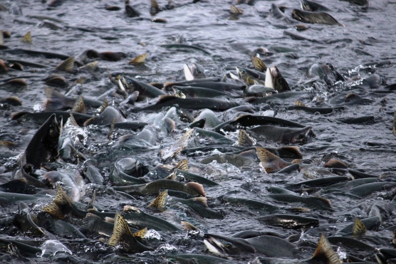 Korean Fishers Set New Salmon Record
