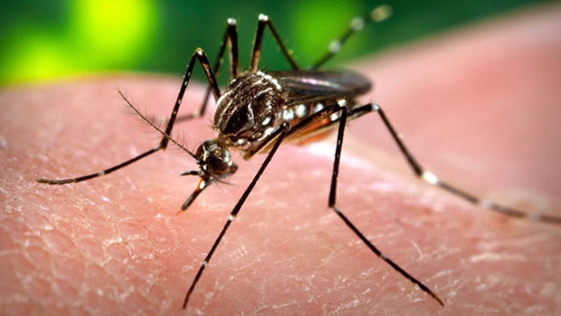 The Zika virus can spread through sexual intercourse as well as mosquitoes; the virus has a causal relationship with microcephaly; and it also spreads from the mother to the fetus. (image: Wikimedia commons)