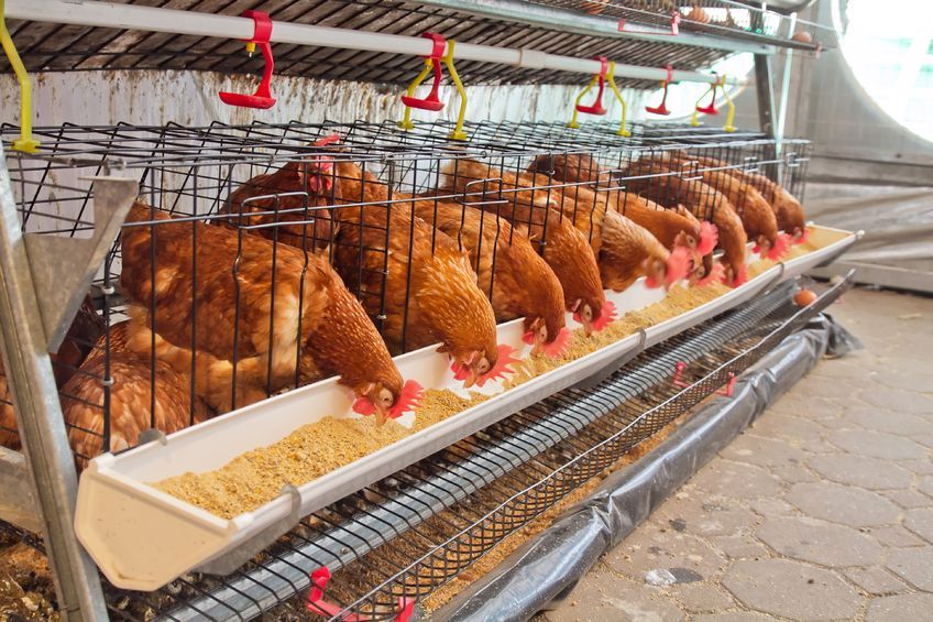 The research arms of South Korea and the United States devoted to dealing with wildlife diseases, have joined together to cooperate in tackling avian influenza, rabies and other animal-transmitted diseases, a state-run think tank said Thursday. (image: KobizMedia/ Korea Bizwire)