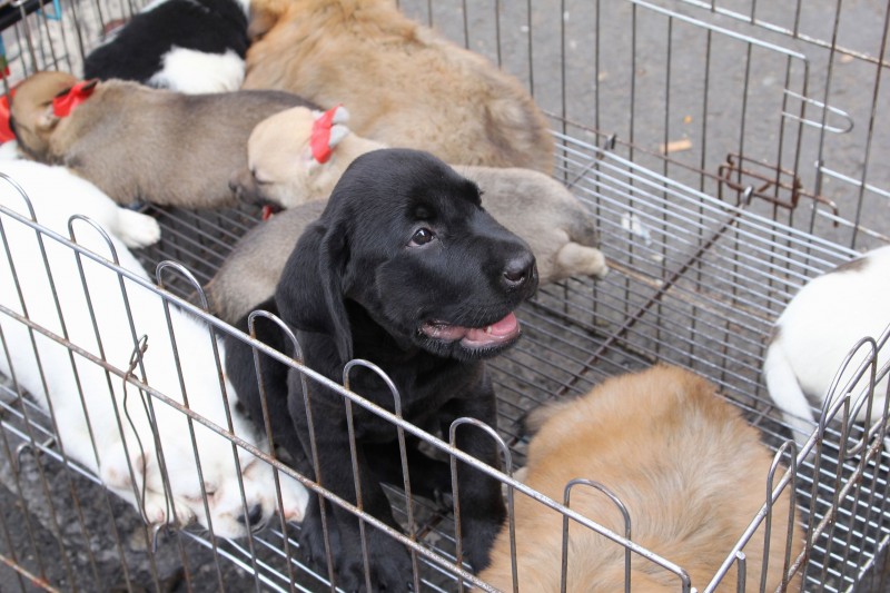 Activists: Stop Selling Dogs in Window Displays