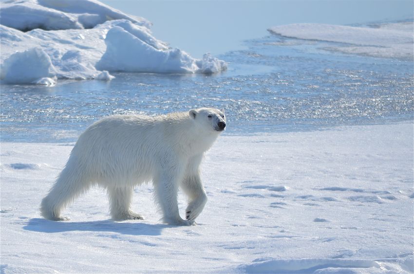 With climate change, glaciers around the North Pole have been melting at an increasingly fast pace, leading some experts to estimate that it will be possible to navigate the waters year round by 2030. (image: KobizMedia/ Korea Bizwire)