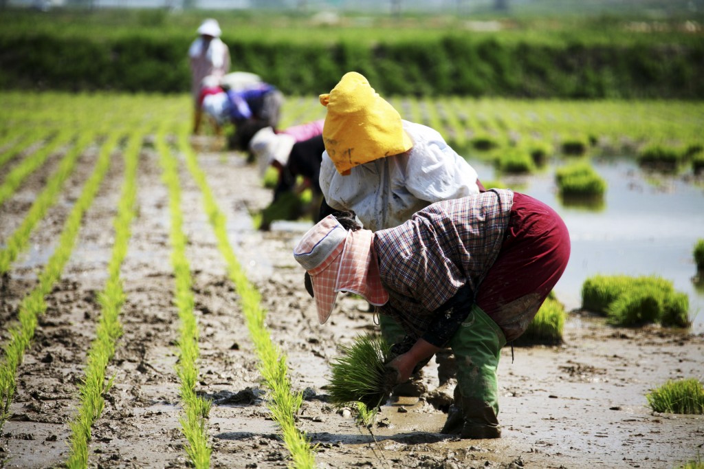 The new seasonal employee system took off earlier this year as part of government efforts to revitalize the stagnant economy and to acquire the necessary personnel in agricultural industries that require more manpower. (image: KobizMedia/ Korea Bizwire)