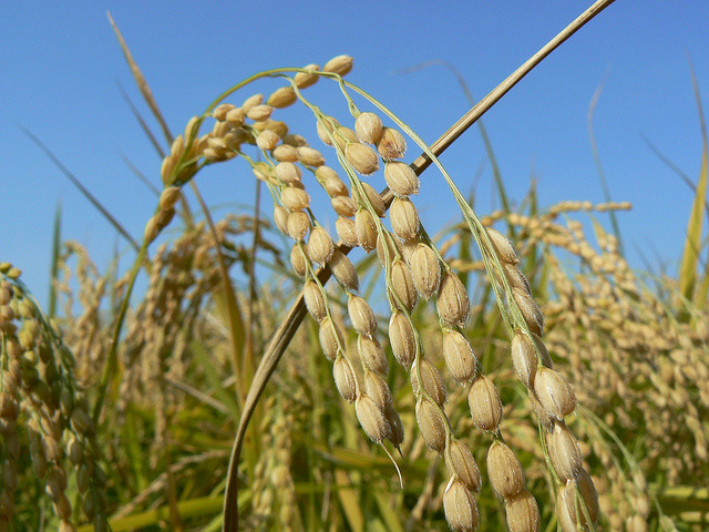 According to a recent study, barley can significantly lower levels of bad cholesterol that is closely related to cardiovascular diseases. (image credit: Kobiz Media/ Korea Bizwire) 