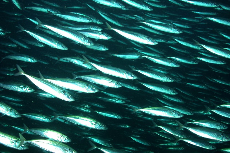 Mackerel Prices Drop after Government Labels Them as ‘Pollutants’
