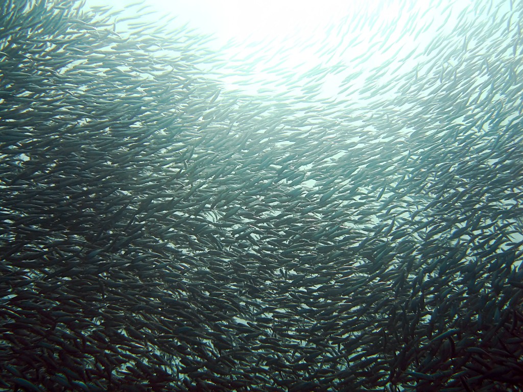 The figure for sardines (sardinops melanostictus) declined as well, from 194,000 tons in 1987 to 2,900 tons in 2015. (image: Wikimedia)