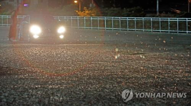 The city of Chuncheon is currently suffering from a moth attack. (image: Yonhap)