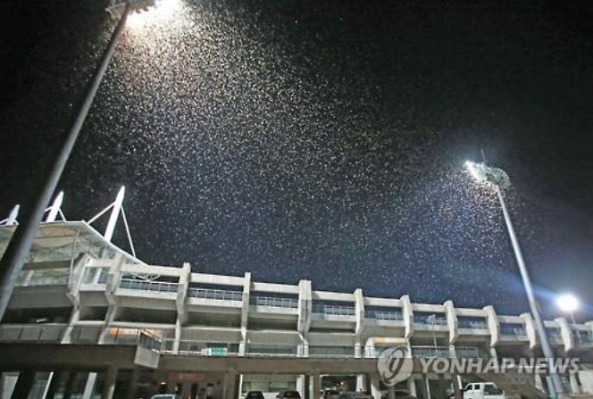 Bright stadium lights are some of their favorite spots, and the city even had to cancel one of the local baseball games in response to massive swarms that gathered around the stadium, making the lights almost useless. (image: Yonhap)