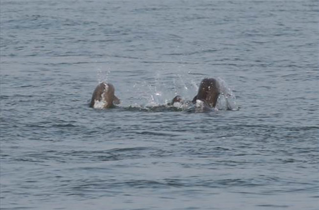 "Relatively large pods of some 15 whales have been discovered in waters nears the marine national park," a park service official said. He pointed out that the porpoises usually move in much smaller groups. (image: Yonhap)