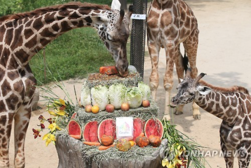 Giraffes in Korea Get a Surprise Gift for World Giraffe Day