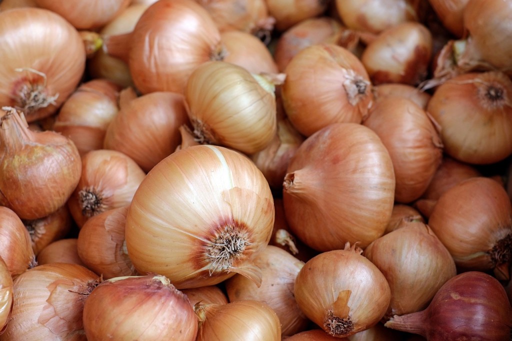The history of onion farming dates back thousands of years. Egyptian tomb murals from circa 3000 BC have records of feeding pyramid-building laborers with onions. Ancient Greeks had also started cultivating onions as early as 800 BC. (image: Pixabay)