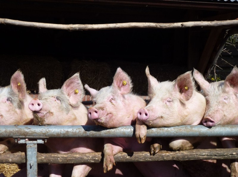 First ‘Animal Welfare-Certified Pork’ Launches in Korea