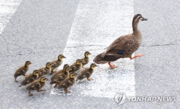 Make Way for Ducklings, Korean Style