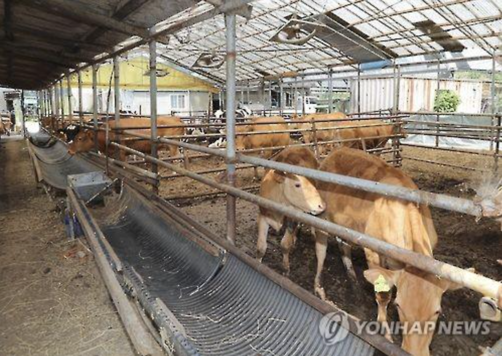 Ko, who has a level 2 intellectual disability, found himself at the farm after being guided by a ‘cattle broker’ in the summer of 1997. The barn that would become his home, located in a small village on the outskirts of Cheongju, was owned by a 68-year-old referred to only as Kim. (image: Yonhap)