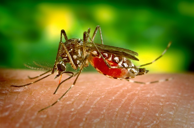  “Mosquitoes are bloodsucking insects, and they typically stay within a boundary of 106.7 meters after feeding because their bodies become heavy after sucking blood from humans. Therefore, any blood-engorged mosquitoes found in the closed space of a crime scene could be used to track suspects.” (image: Pixabay)