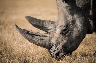 N. Korean Diplomats Engaged in Illegal Rhino Horns Trading: Report