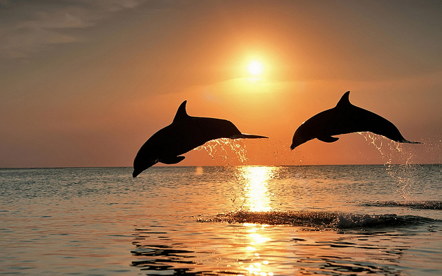 Conscientização ajuda a preservar golfinhos da Ilha de Jeju