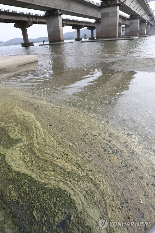 But despite the apparent drawbacks, the Korean Intellectual Property Office (KIPO) says the algae can play an important role in biofuel production and wastewater treatment. (image: Yonhap)
