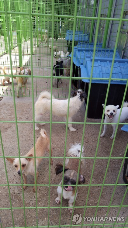 “We’ve had 65 abandoned pets enter our facility since last month, most of which are dogs,” said a staff member at the sanctuary. “The number is about 22 percent of what we usually find in a year.” (image: Yonhap)