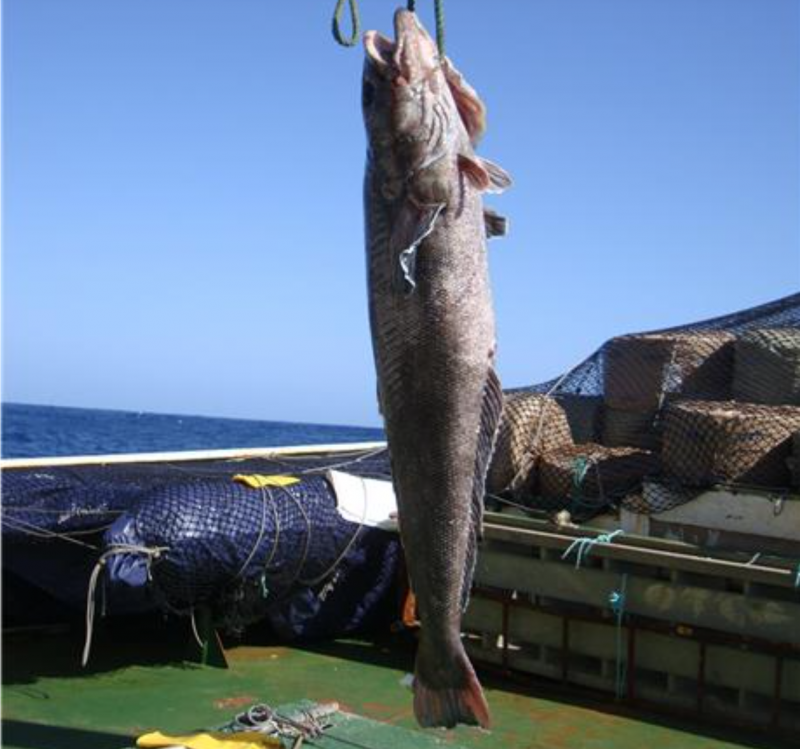 Korea Takes a Step Forward in Antarctic Toothfish Research