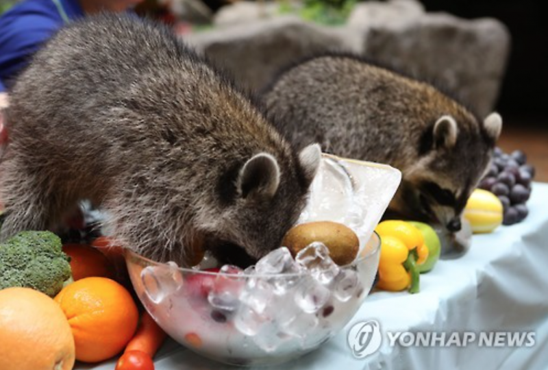 Summer Retreat for Twin Raccoons