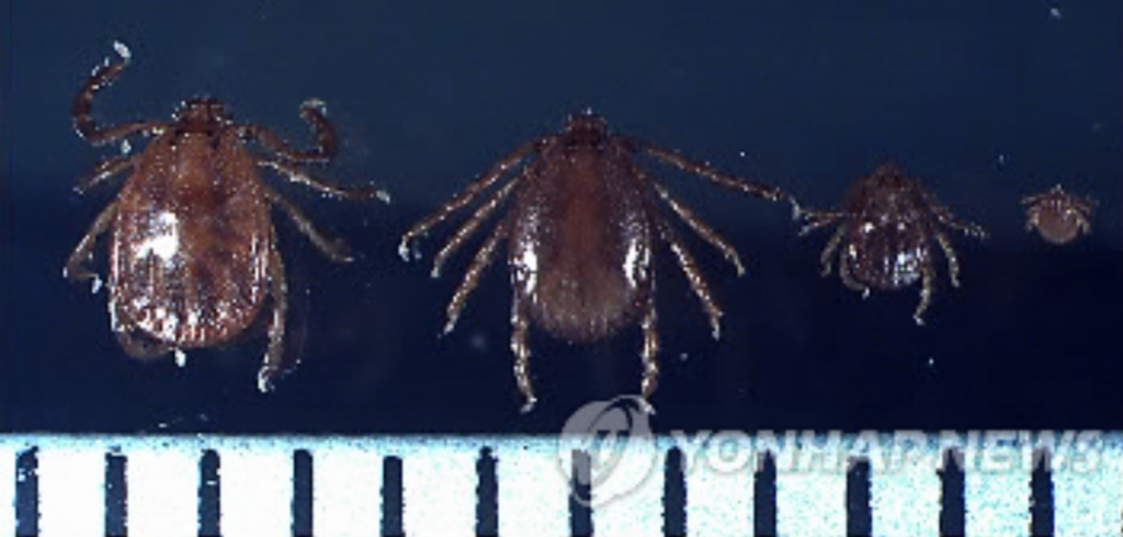 He added that these killer mites tend to inhabit areas close to ponds, streams, and rivers, and near animal farms where food sources are most abundant. (image: Yonhap)