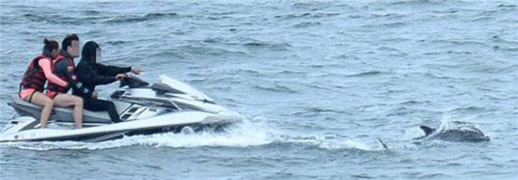 “A jet boat bobs across the waters at full throttle, and drives straight through a pod of dolphins. The dolphins quickly dissipate, but the boat changes direction and starts chasing the mammals again." (image: Yonhap)