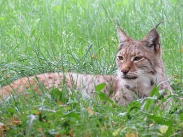 Endangered Lynx and Siamang Born at Korean Zoo
