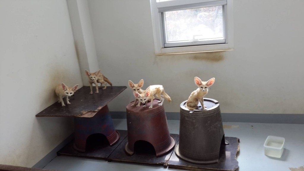 The five (three males, two females) suffered from severe canine distemper, but were able to recover under the protection and care of the institute. (image: NIE)