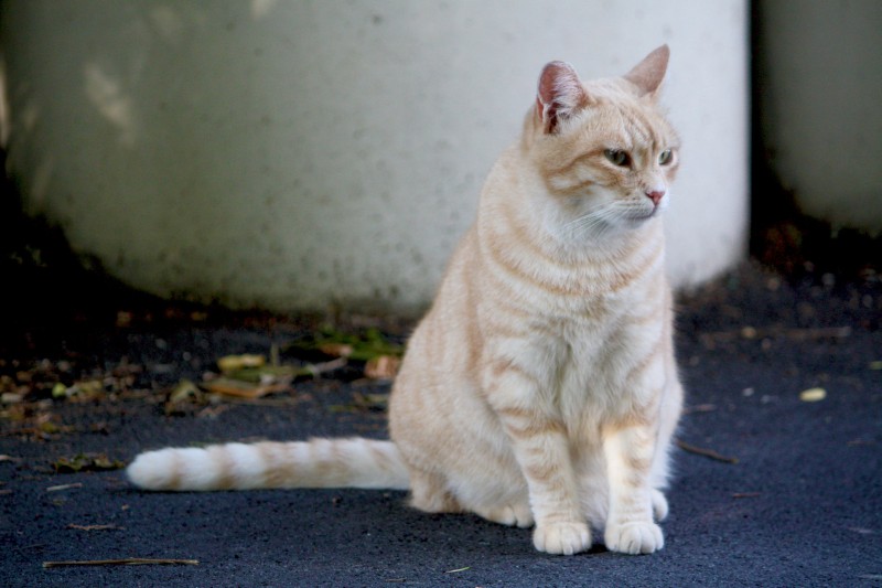 Roadkill Accidents Soar for Seoul’s Stray Cats