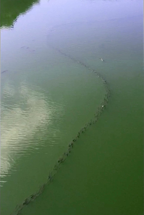 “Grey mullets do swim back and forth in rivers and seas in groups, but swimming in a single file is something I’ve never seen.” (image: Yonhap)