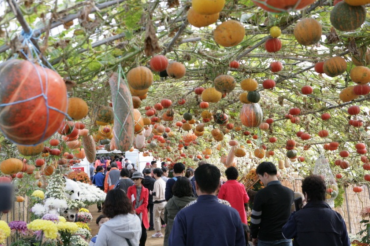 Yeoncheon to Exhibit Korea’s Most Bizarre Pumpkins