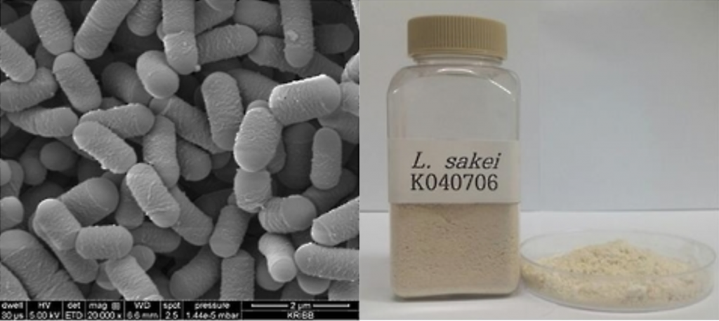 Scanning electron microscope (SEM) imagery of lactobacillus sakei K040706 (L) and its powdered form. (image: Yonhap)