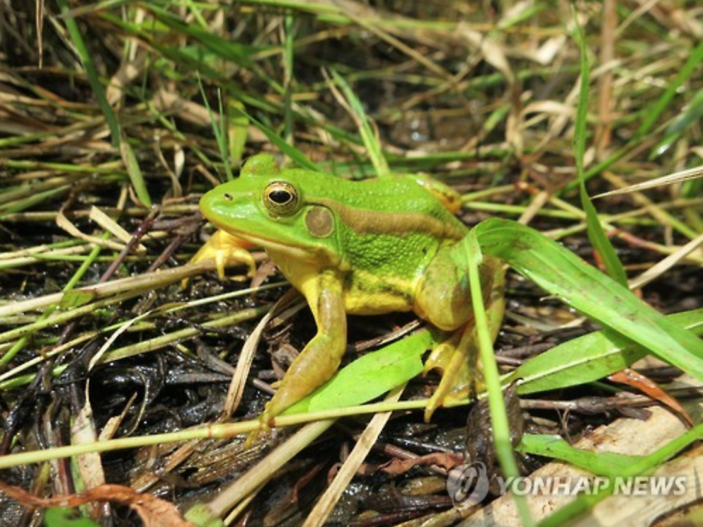 LH found 541 and Geumgang found 307, both of which were significantly lower than the 25,000 frogs that were released in 2014, which means 98 percent of the frogs have disappeared. (image: Yonhap)