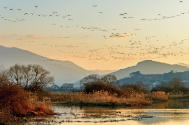 Gimhae Strives to Preserve its Eco-Rich Wetlands