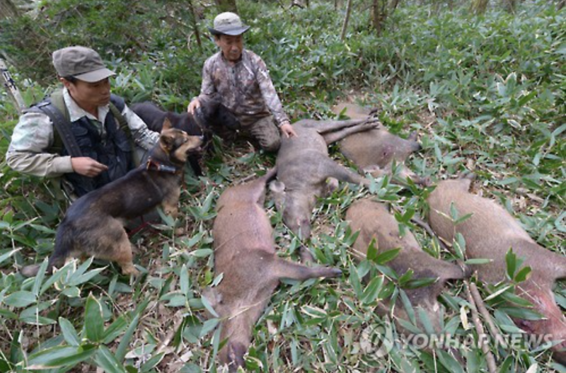 Jeju Dogs Help in Wild Boar Hunts