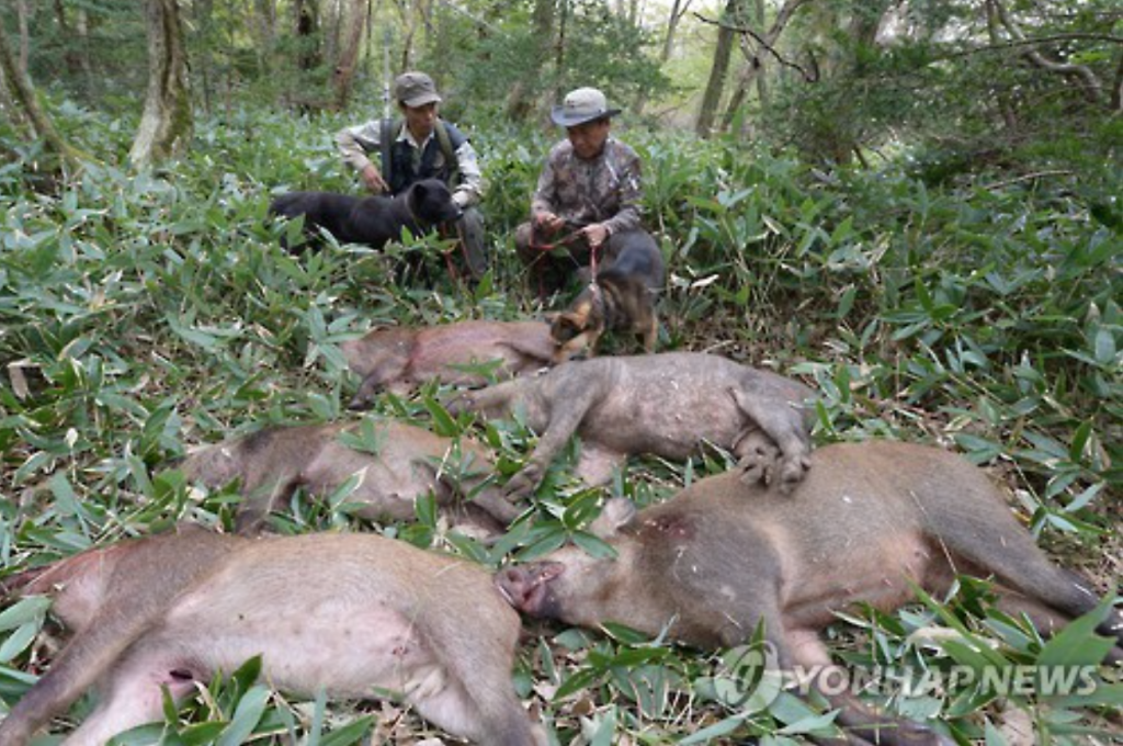 Wild Boars